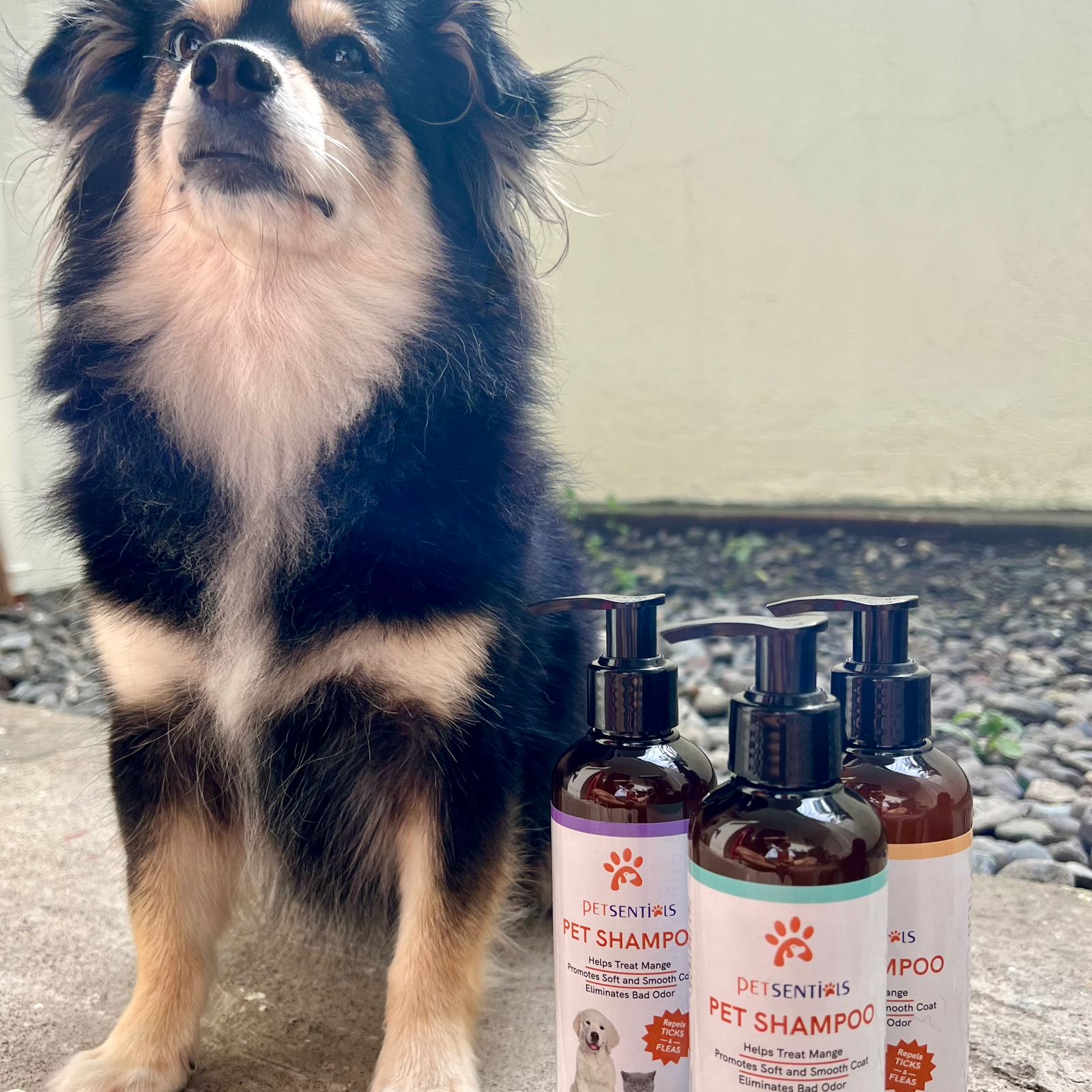 Dog shampoo 2024 for bad odor